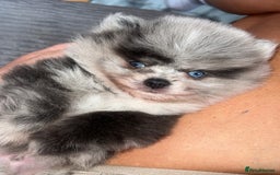 Pomeranian dogs for sale: ‼️💙QUALITY TEDDY BEAR MEARLE POMERANIAN💙 ‼️ - Image 5