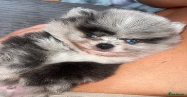 Pomeranian dogs - Advert 5