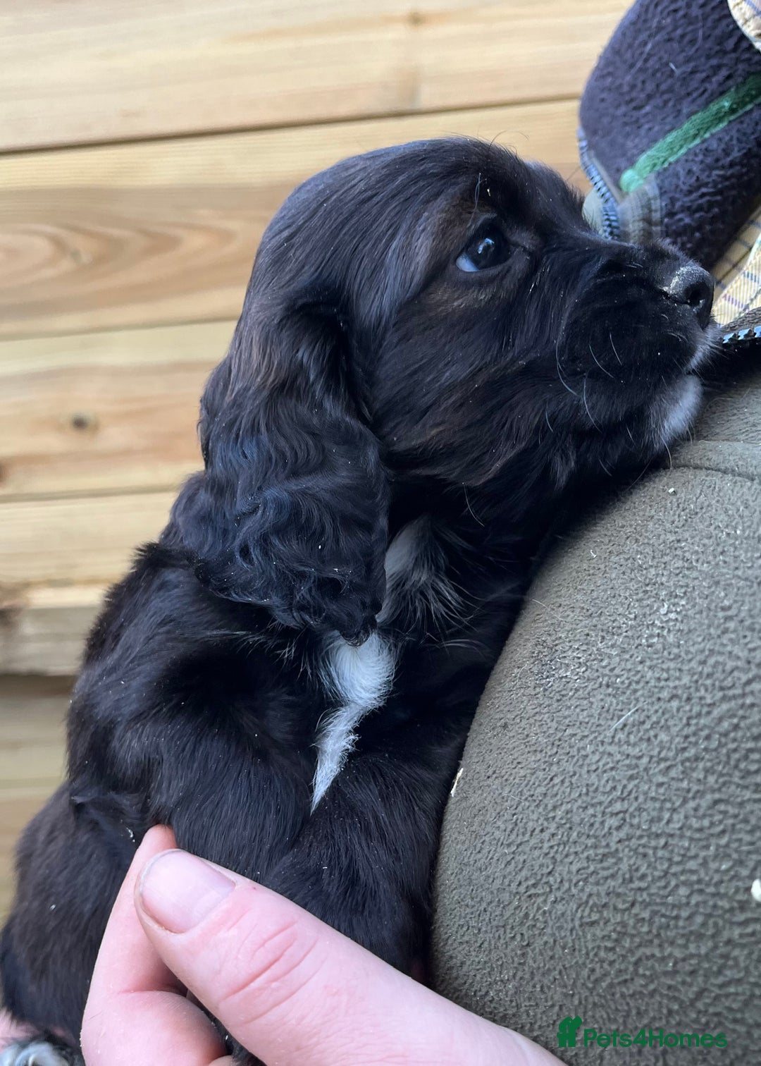 Cocker Spaniel dogs for sale: Stunning Health Tested WCS Pups - Advert 9