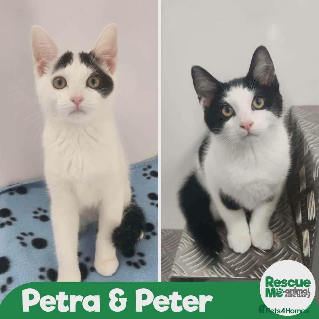 Mixed Breed cats PETRA AND PETER ARE PREPARING TO GO HOME  - Advert 1