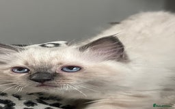 Ragdoll cats for sale: 4xfemales , 1xmale - Advert 6