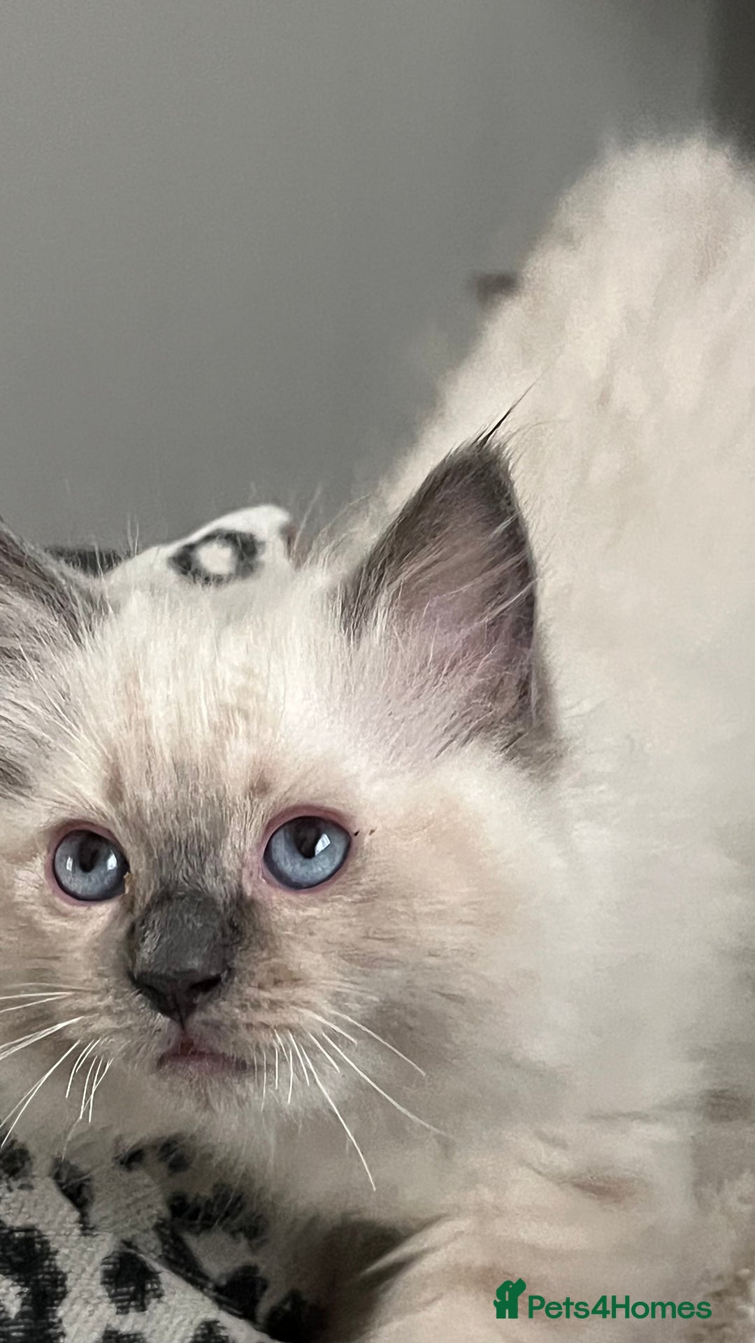 Ragdoll cats for sale: 4xfemales , 1xmale - Advert 6