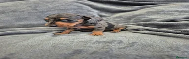Miniature Dachshund 3 silver dapple boy