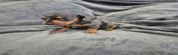 Miniature Dachshund dogs for sale: Dachsund puppies ready end of oct  - Advert 4