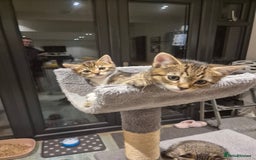 Bengal cats for sale: Bengal cross kittens - Image 4