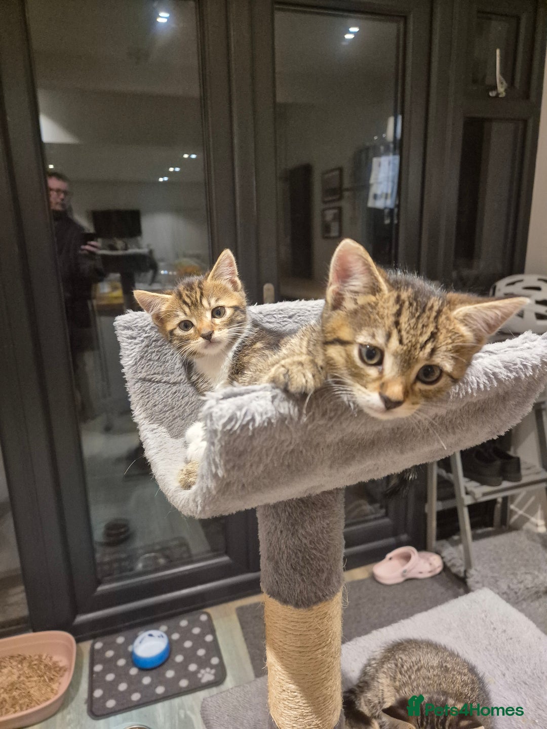 Bengal cats for sale: Bengal cross kittens - Image 4