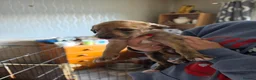 Lurcher dogs for sale: Lurcher pups  - Advert 5