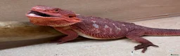 Bearded Dragon reptiles for sale: Red Monster Genetic Stripe Zero Hypo Trans License - Advert 10