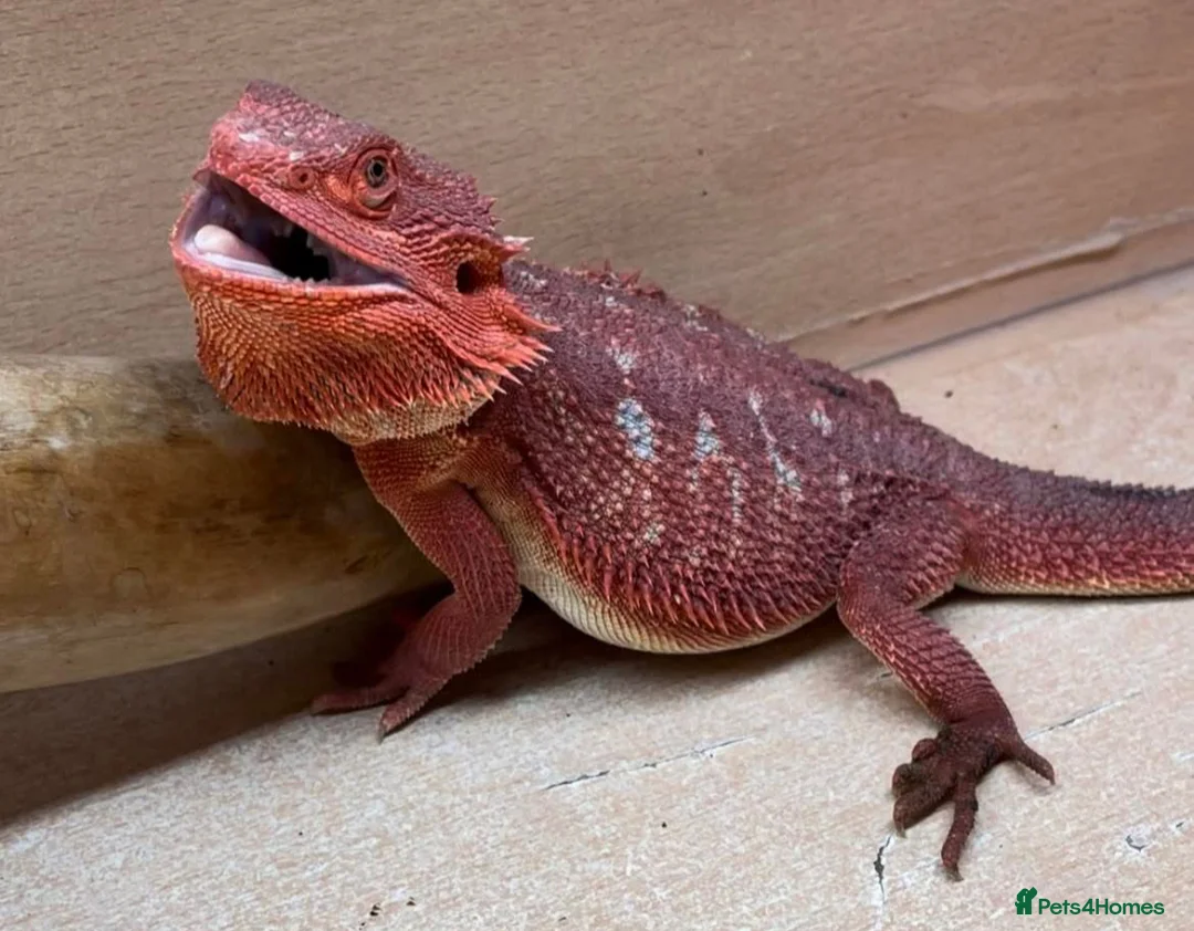 Bearded Dragon reptiles for sale: Red Monster Genetic Stripe Zero Hypo Trans License - Advert 10