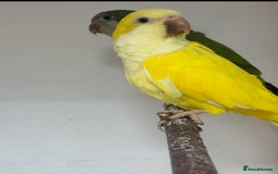 Mixed Breed birds for sale: Quakers, bourkes and budgies for sale  - Image 7
