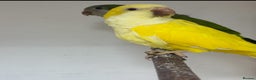 Mixed Breed birds for sale: Quakers, bourkes and budgies for sale  - Advert 7
