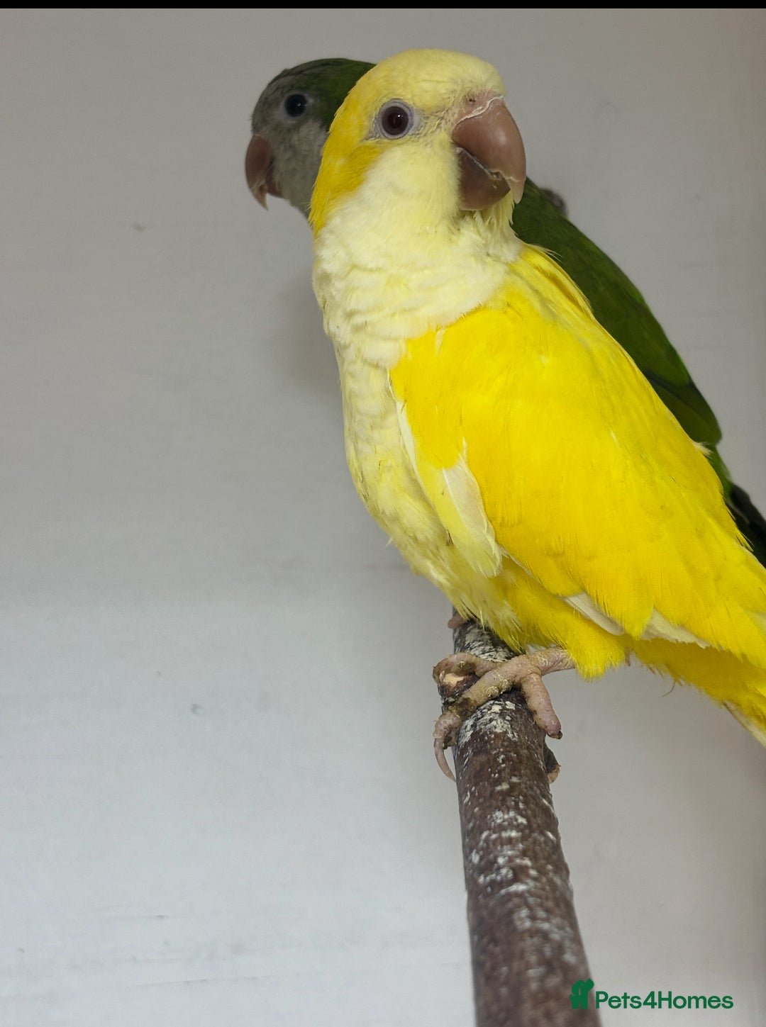 Mixed Breed birds for sale: Quakers, bourkes and budgies for sale  - Image 7