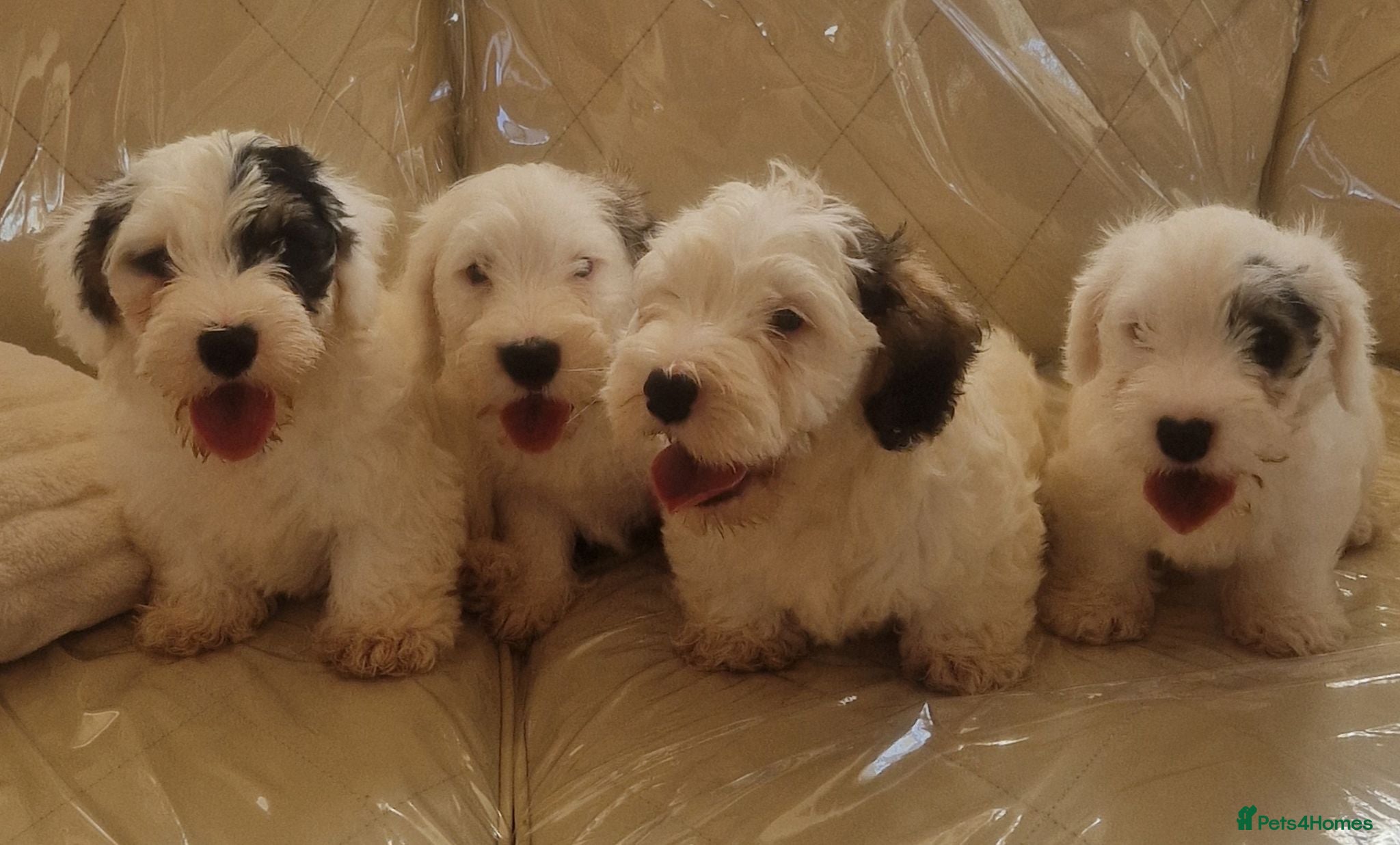 Sealyham Terrier dogs 🐕🐕 4 adorable sealyham terrier puppies 🐕🐕 - Advert 1