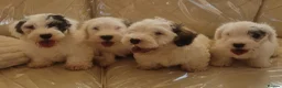 Sealyham Terrier dogs for sale: 🐕🐕 4 adorable sealyham terrier puppies 🐕🐕 - Advert 1