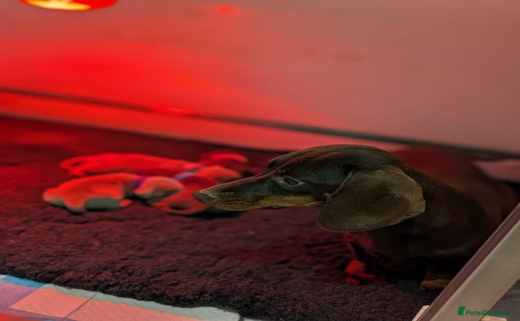 Miniature Dachshund dogs - Advert 2