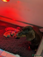 Miniature Dachshund dogs - Advert 7