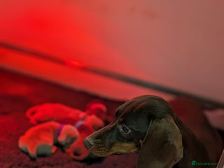 Miniature Dachshund dogs - Advert 1