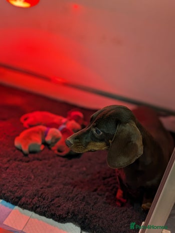 Miniature Dachshund dogs - Advert 10