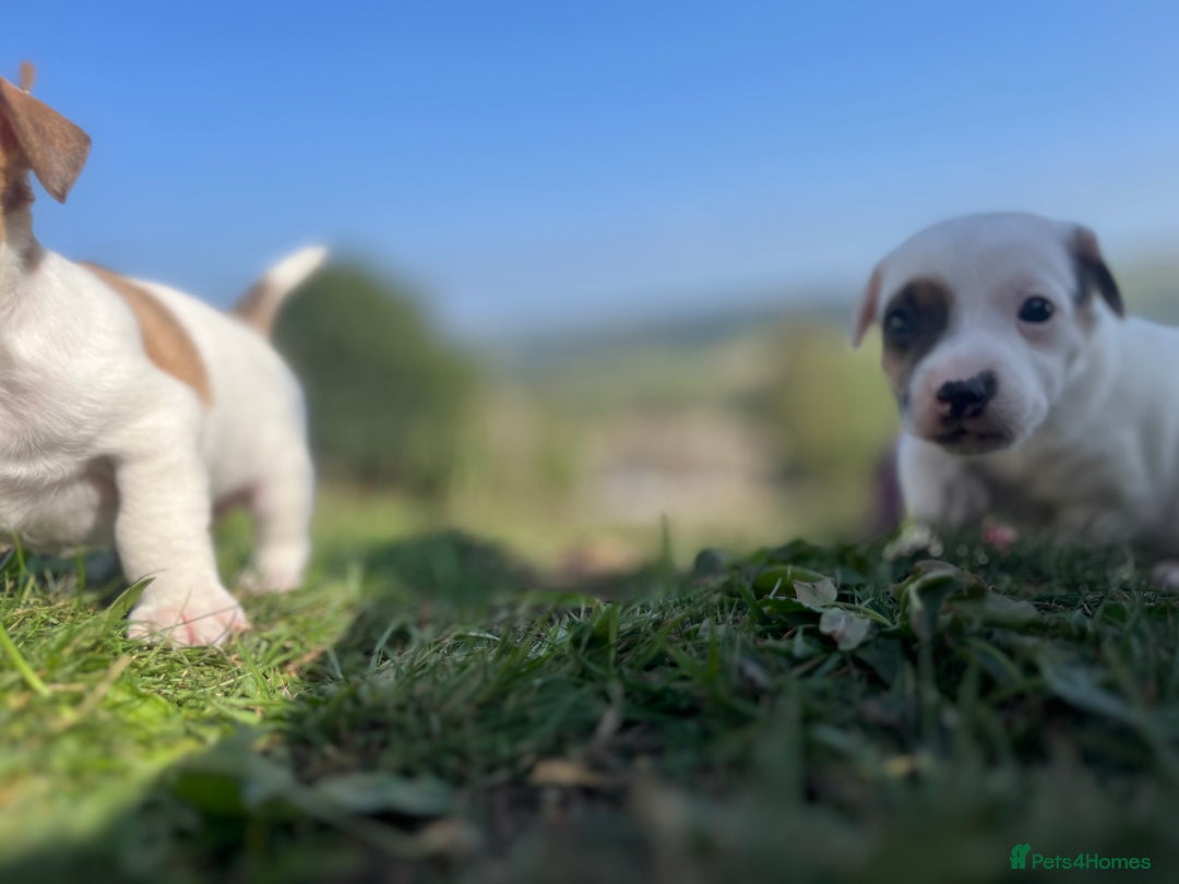 Jack Russell dogs for sale: Miniature Jack Russell terrier puppies  - Image 18
