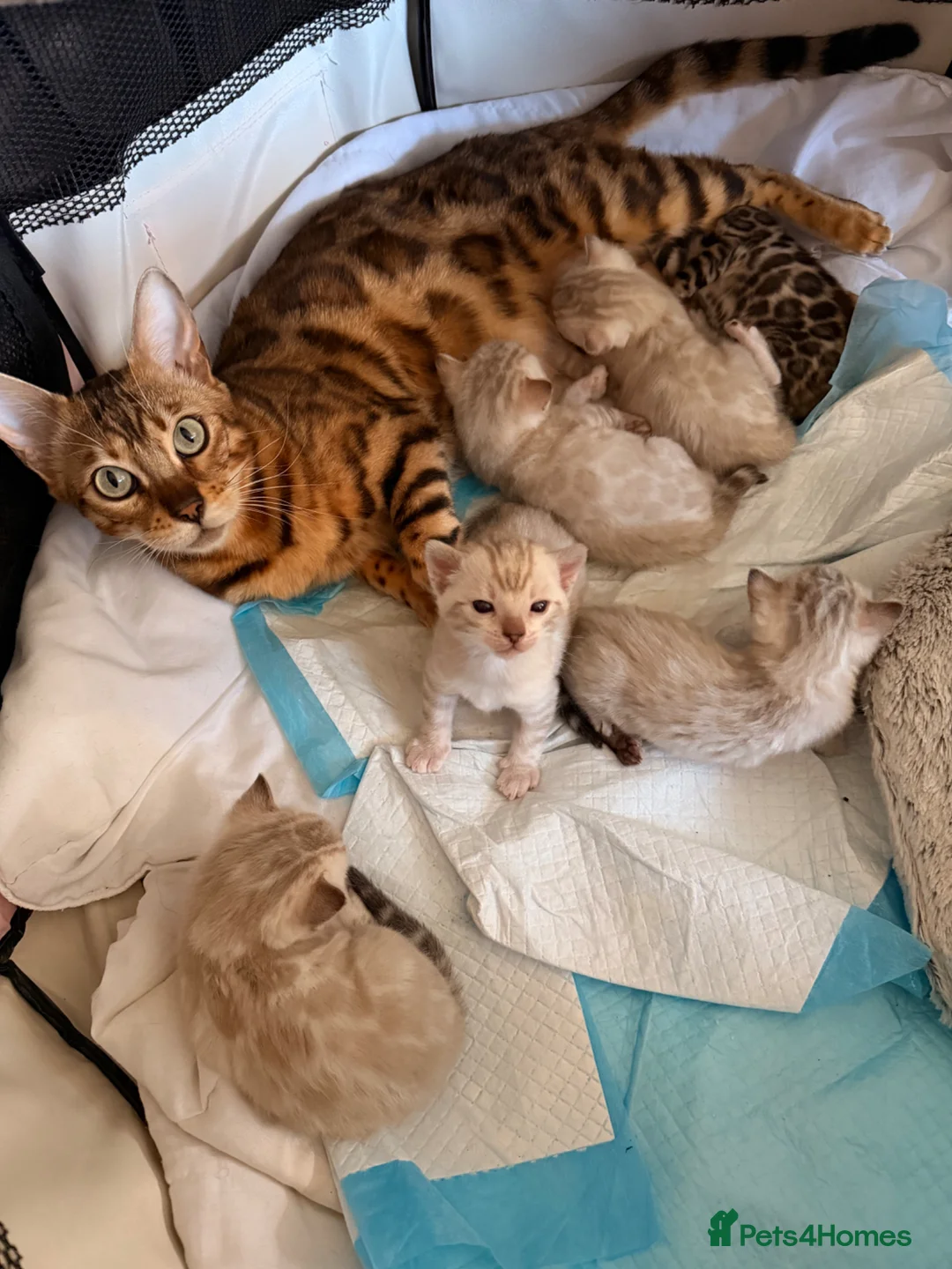 Bengal cats for sale: Beautiful Snow Bengals - Advert 12