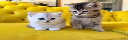 British Shorthair cats for sale: British Shorthair Kittens - Advert 10