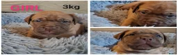 Mixed Breed dogs for sale: Muscle mastiff puppies  in Galashiels - Advert 5