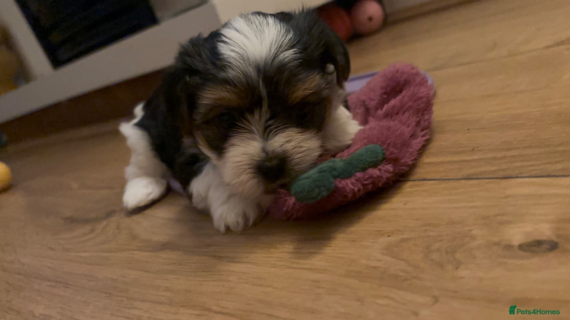 Biewer Terrier dogs 5 beautiful puppies  - Advert 18