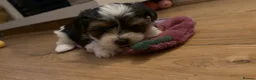 Biewer Terrier dogs for sale: 5 beautiful puppies  - Advert 1