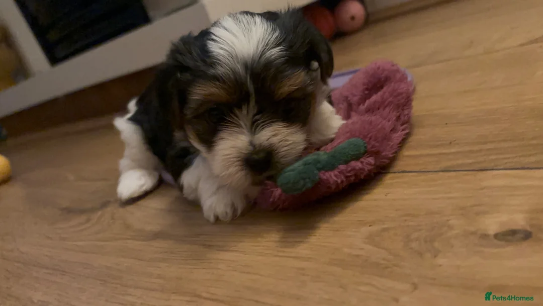 Biewer Terrier dogs for sale: 5 beautiful puppies  - Advert 1