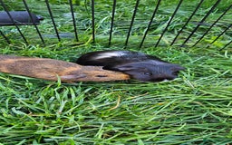 Guinea Pig rodents for sale: Guinea pigs  - Image 16