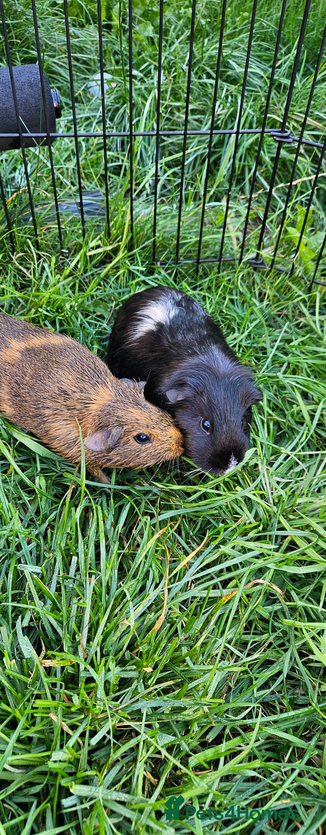 Guinea Pig rodents for sale: Guinea pigs  - Image 16