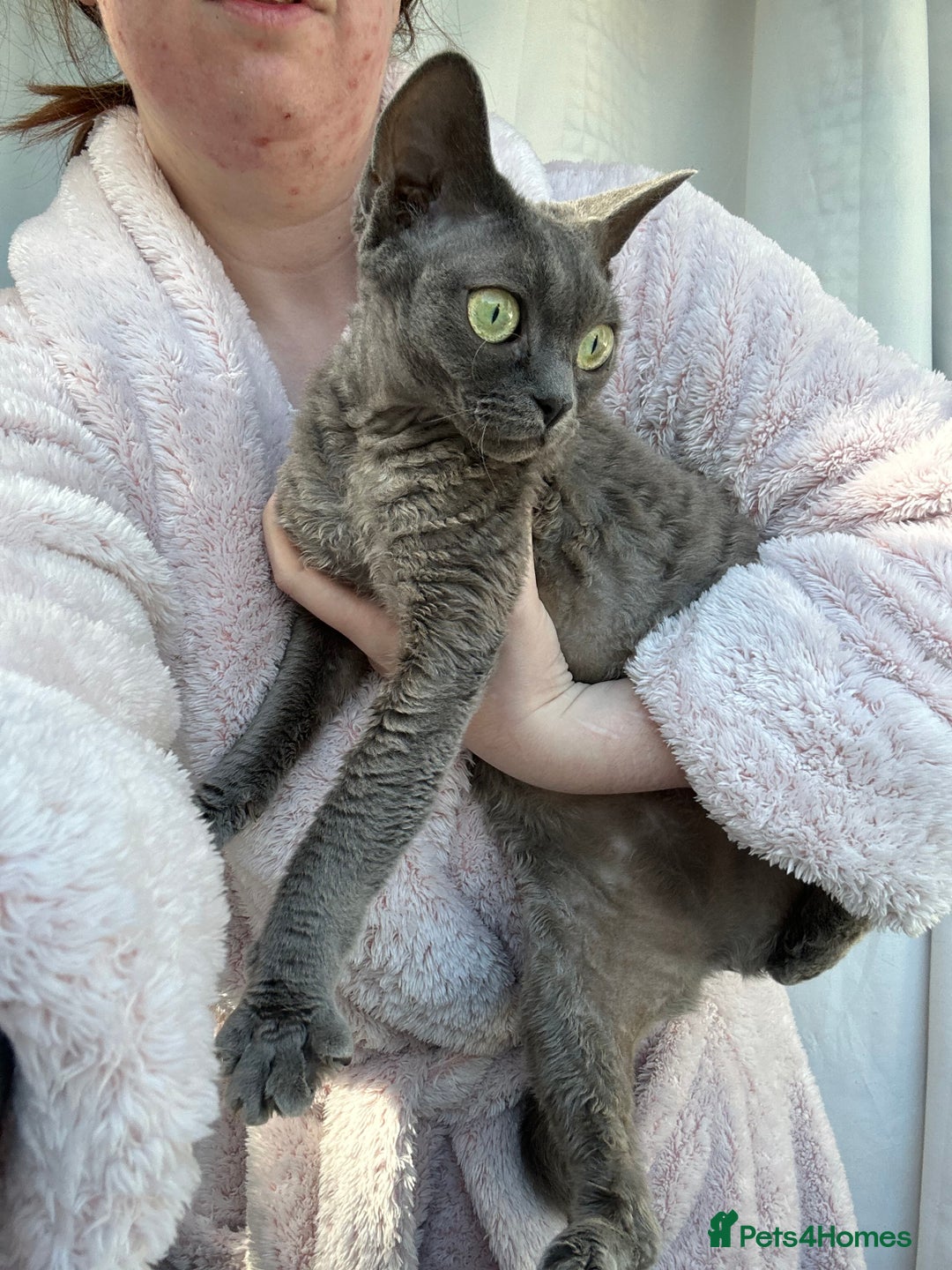 Devon Rex cats for sale: Female devon rex needs new home - Advert 15