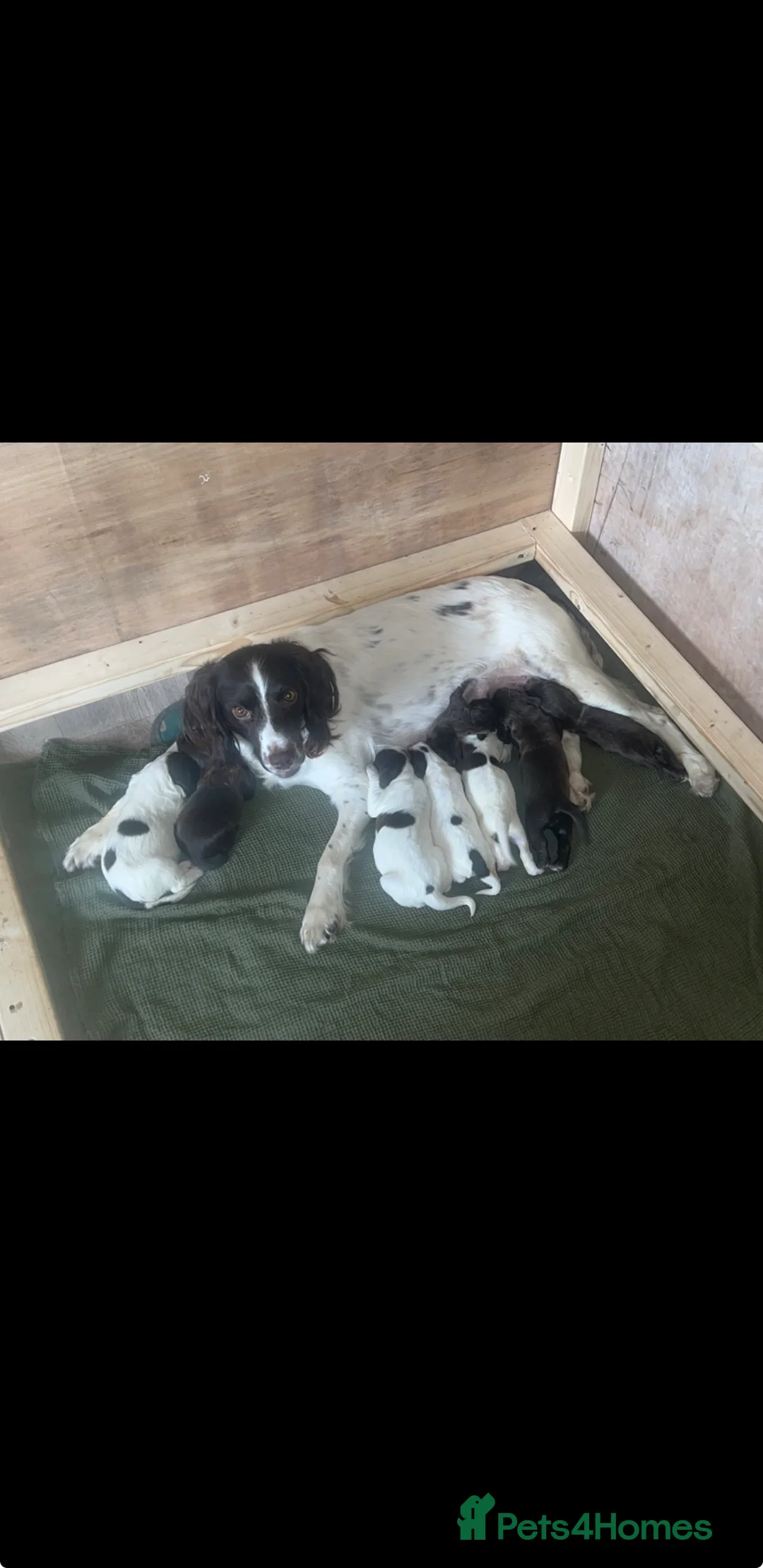 Sprocker dogs for sale: 6 sprocker pups for sale  in Belper - Advert 1