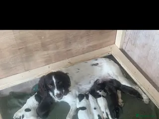 Sprocker dogs 6 sprocker pups for sale - Advert 16