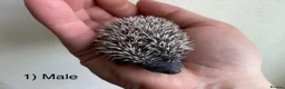 Pygmy Hedgehog rodents for sale: Male hoglets for sale! - Advert 3