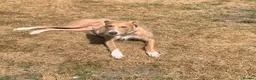 Lurcher dogs for sale: Mable - Advert 4