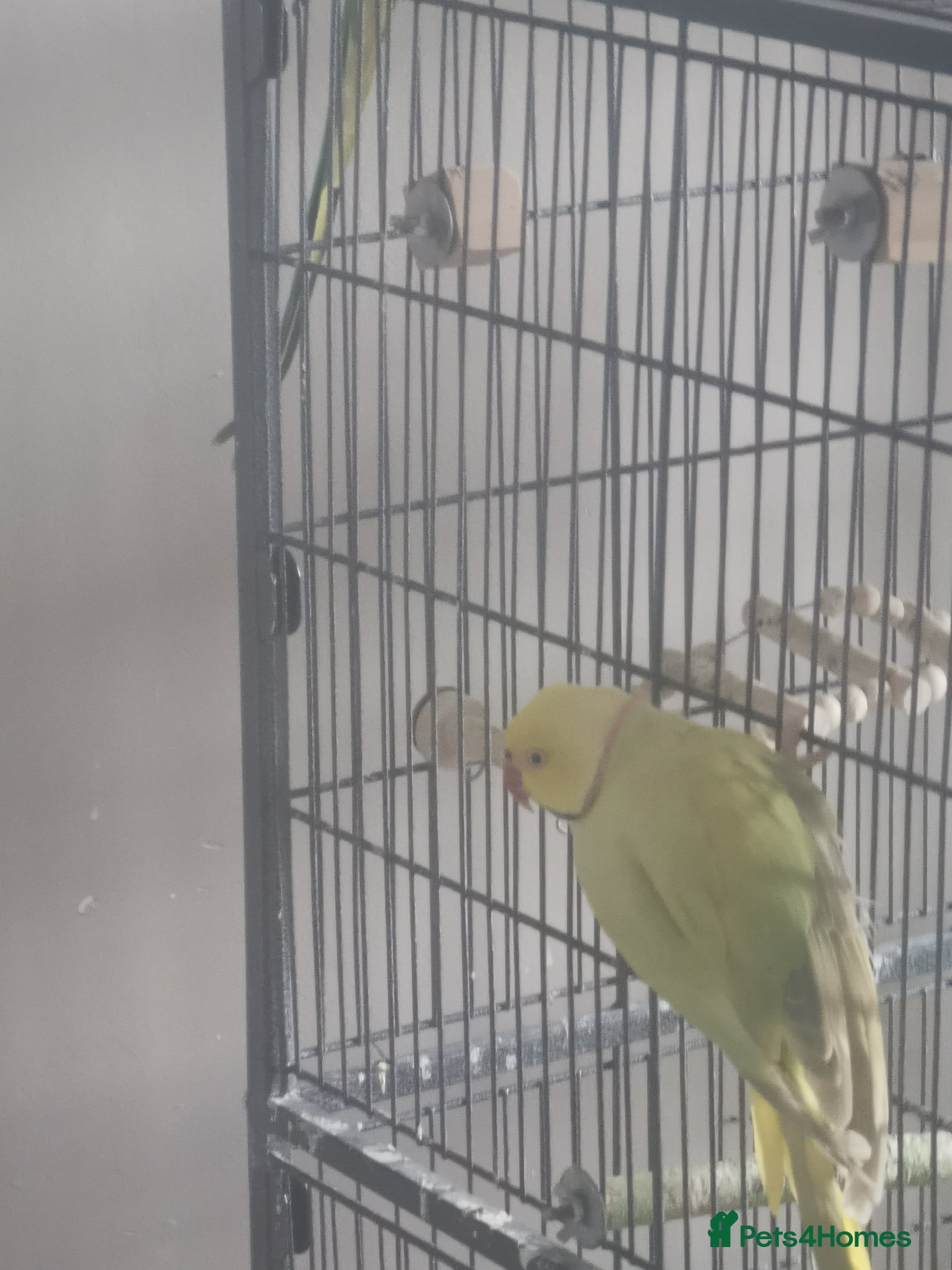 Ringnecks birds Indian ringneck - Advert 1