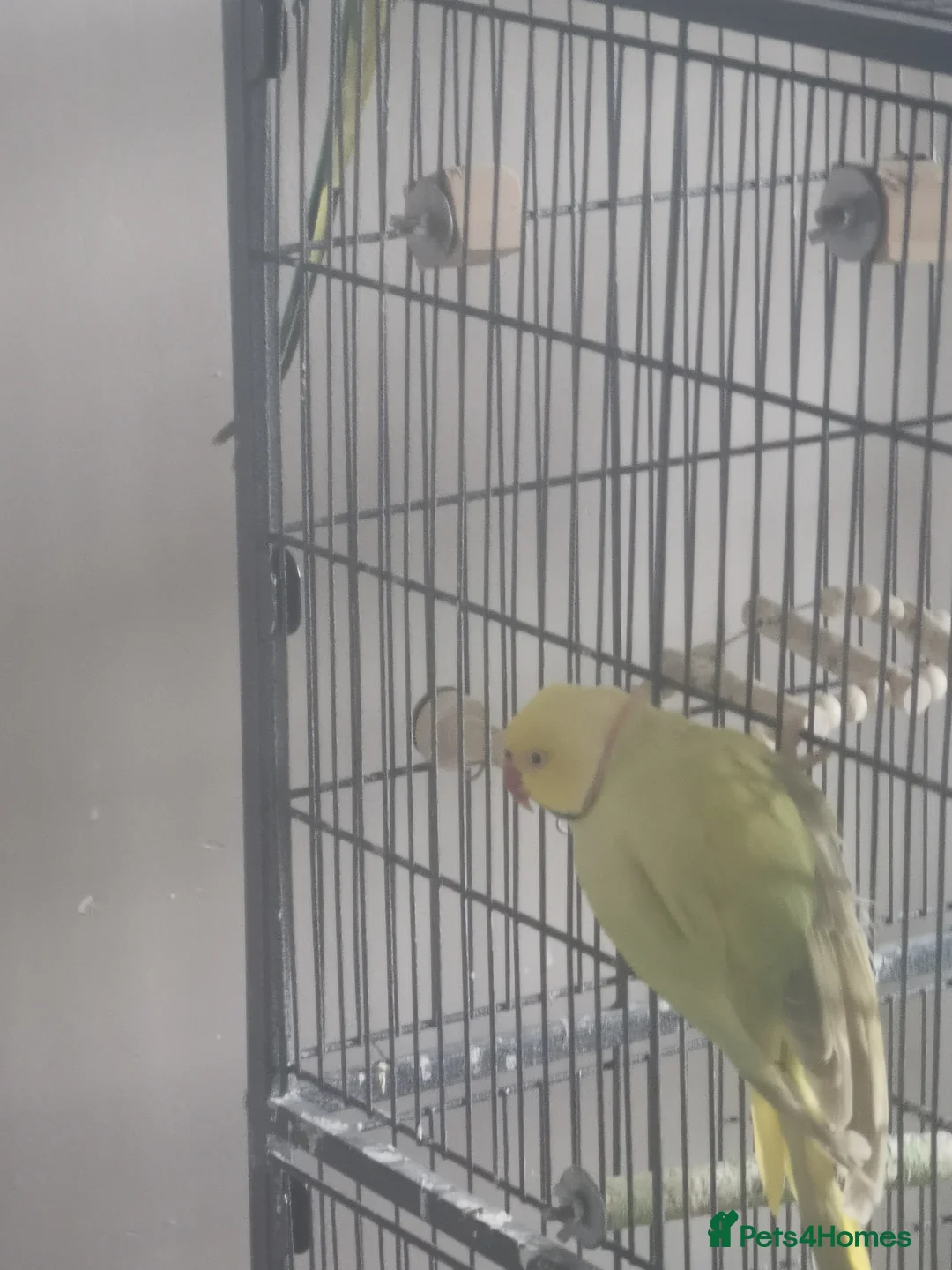 Ringnecks birds for sale: Indian ringneck in Blackpool - Advert 2