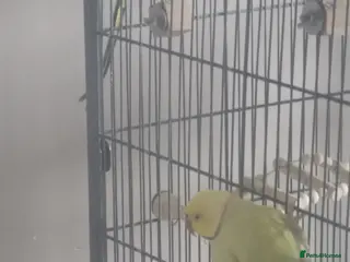 Ringnecks birds Indian ringneck - Advert 1