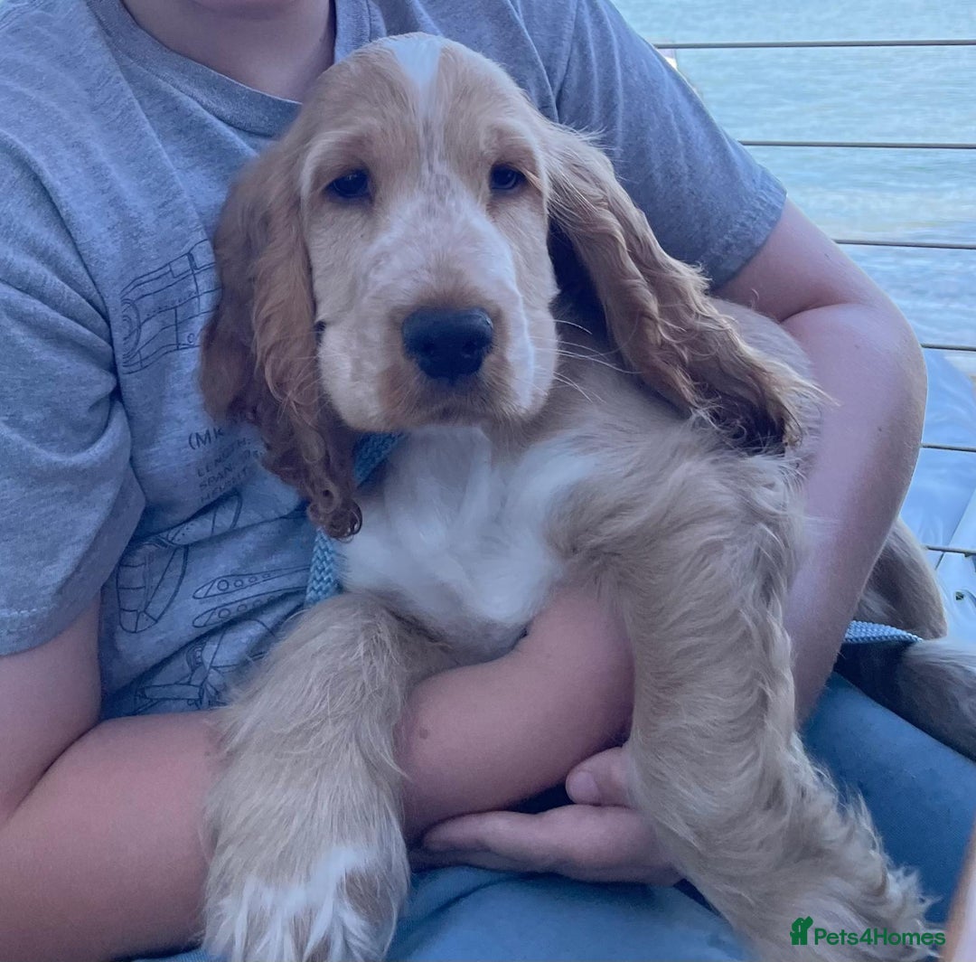 Cocker Spaniel dogs for stud: PROVEN STUD 100% show cocker, KC REG, Clear health in Tonbridge - Image 14