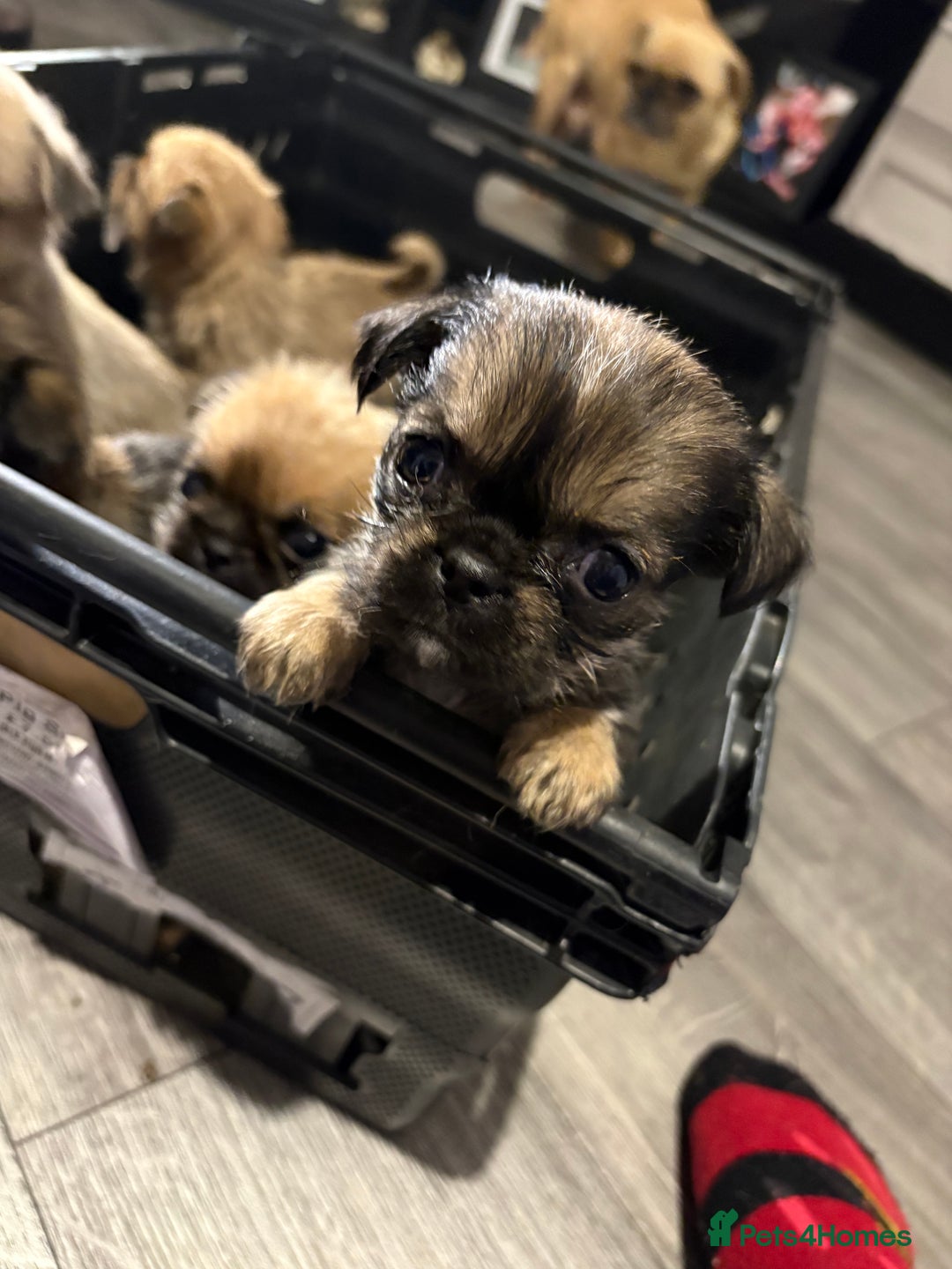 Griffon Bruxellois dogs for sale: Brussels griffons  - Advert 1