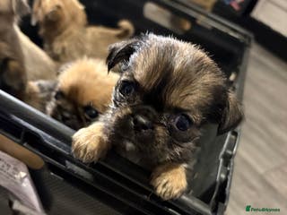 Griffon Bruxellois dogs Brussels griffons - Advert 4