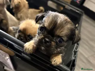 Griffon Bruxellois dogs Brussels griffons - Advert 1