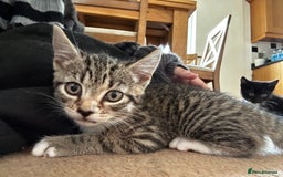 Mixed Breed cats for sale: Mixed Breed Tabby Kitten For Sale !! - Image 1