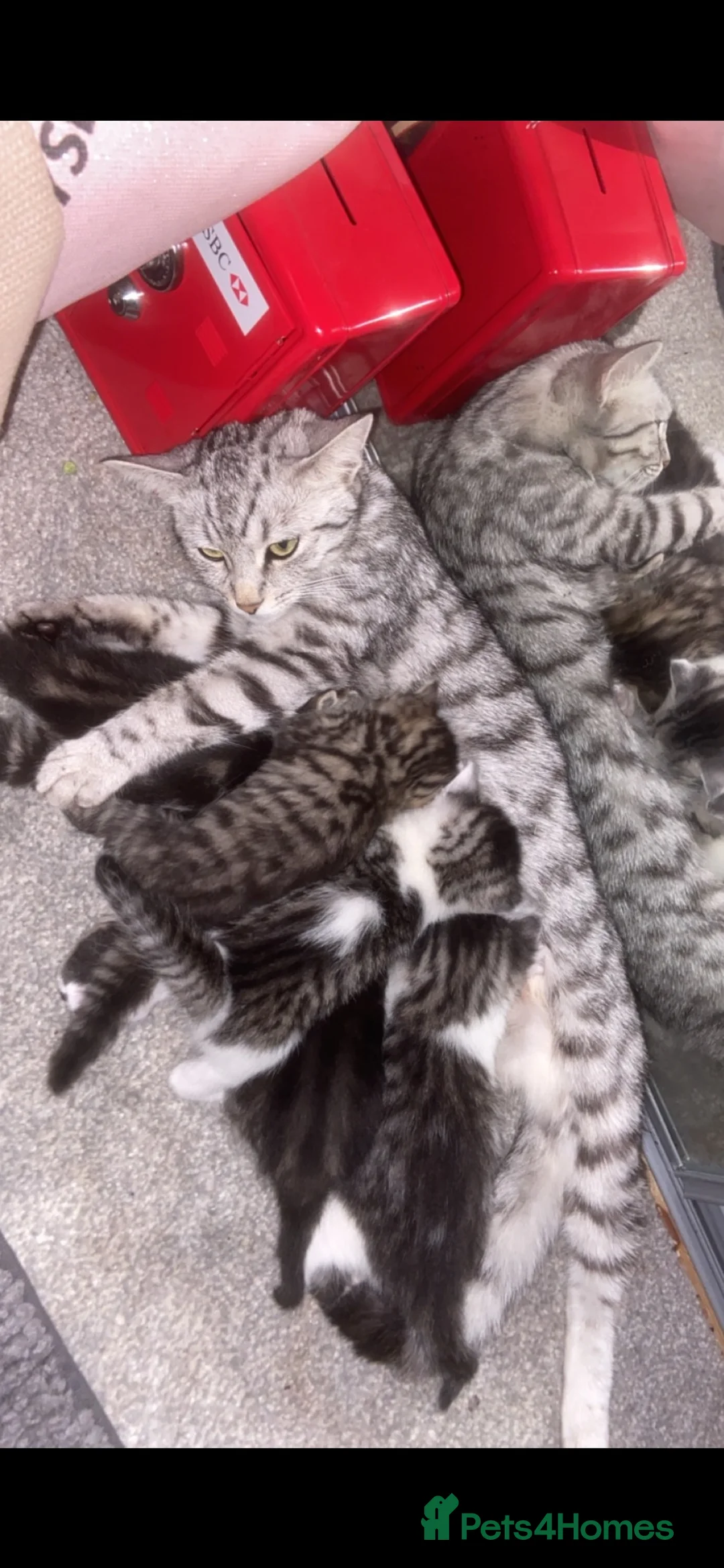 Mixed Breed cats for sale: 3 x Bengal mixed boys with unique markings/colours in Birmingham - Advert 2