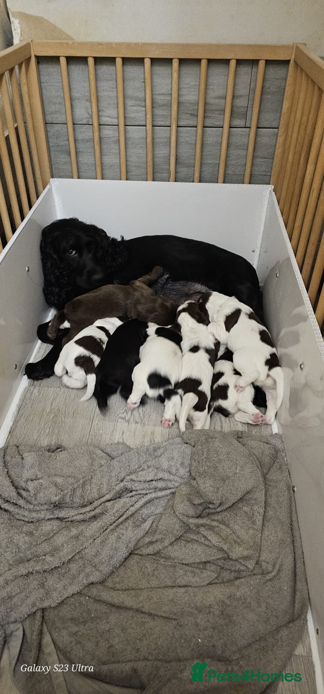Sprocker dogs for sale: Adorable Sprocker Puppies  - Image 14