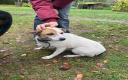 Jack Russell dogs for adoption: Jackie: The Little Dog Left to Freeze - Image 2