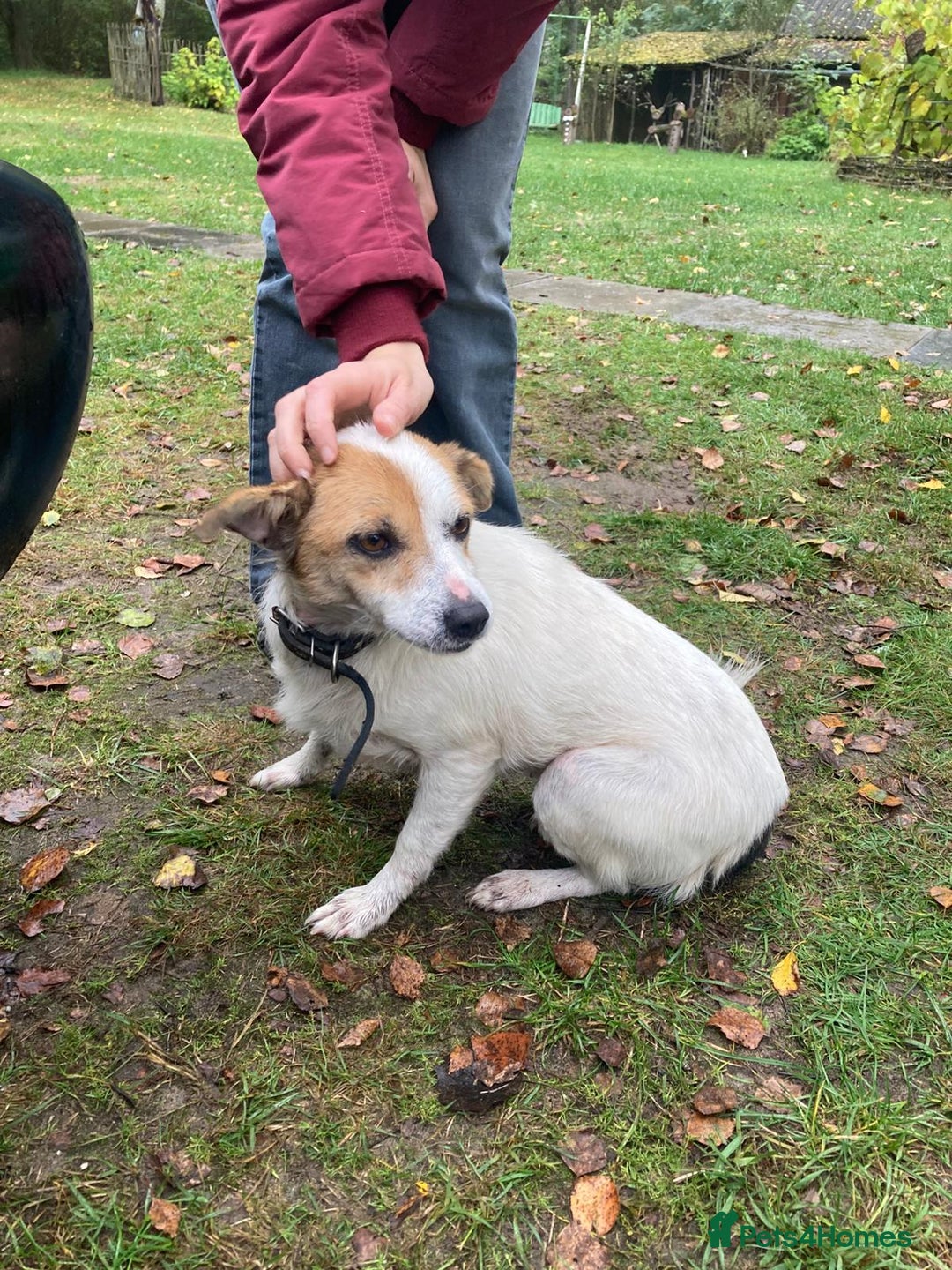 Jack Russell dogs for adoption: Jackie: The Little Dog Left to Freeze - Image 2