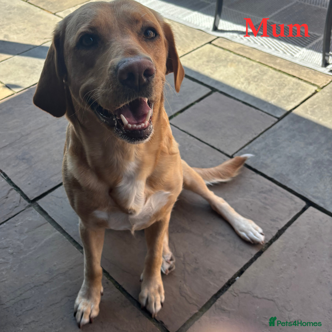 Labrador Retriever dogs for sale: 🐾 Adorable Labrador Puppies - Ready to Reserve 🐾 - Image 3