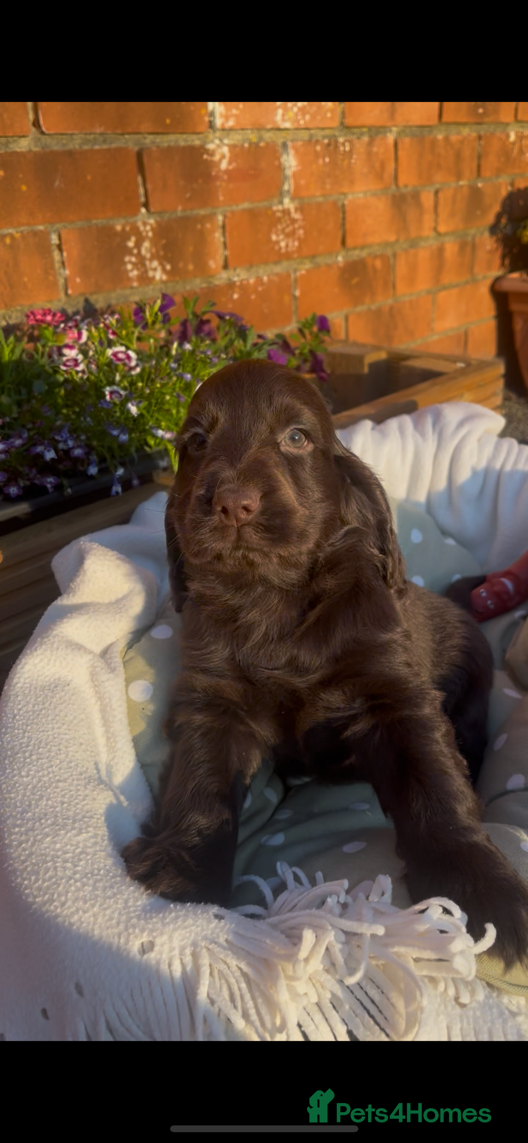 Cocker Spaniel dogs for sale: 🌟Gorgeous 100% show type cocker spaniel puppies🌟 - Image 10
